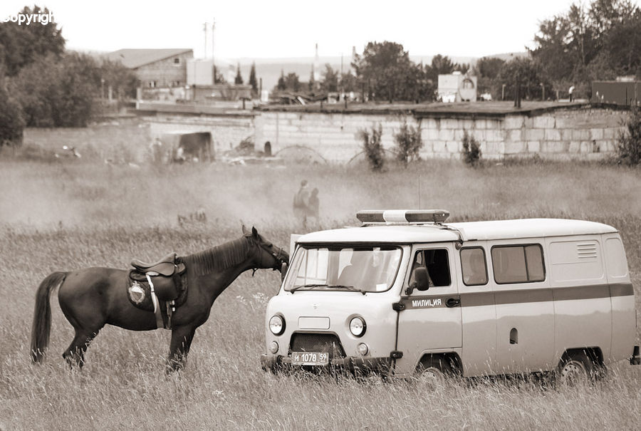 Animal, Horse, Mammal, Car, Van, Suv, Vehicle