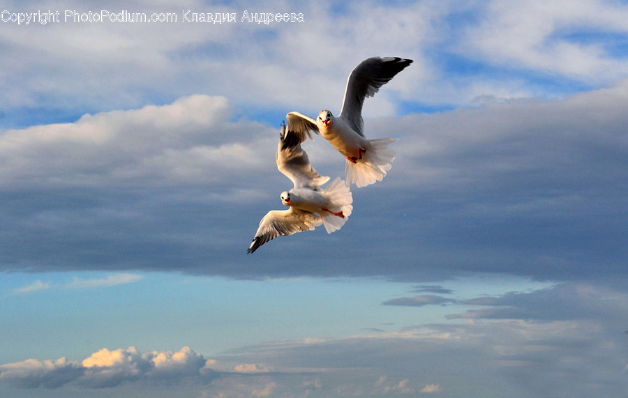 Animal, Bird, Seagull, Booby, Bald Eagle