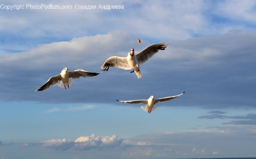 Animal, Bird, Seagull, Goose, Waterfowl