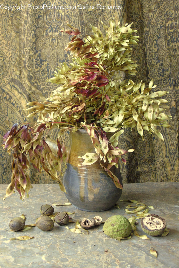 Flora, Jar, Plant, Potted Plant, Pottery