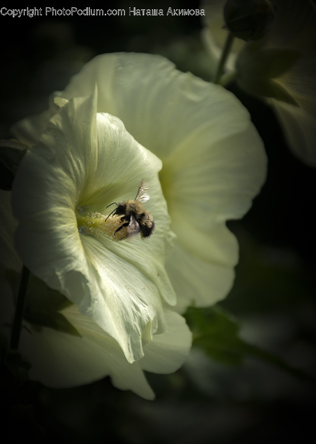 Animal, Bee, Insect, Invertebrate, Blossom