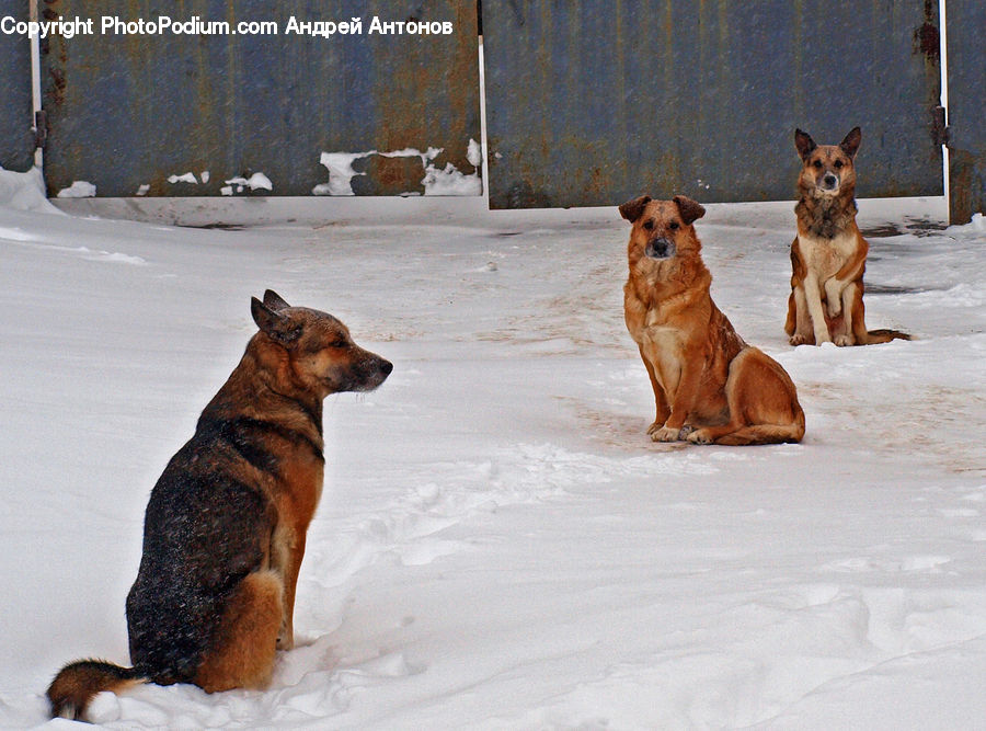Animal, Canine, Dog, German Shepherd, Mammal, Pet, Coyote