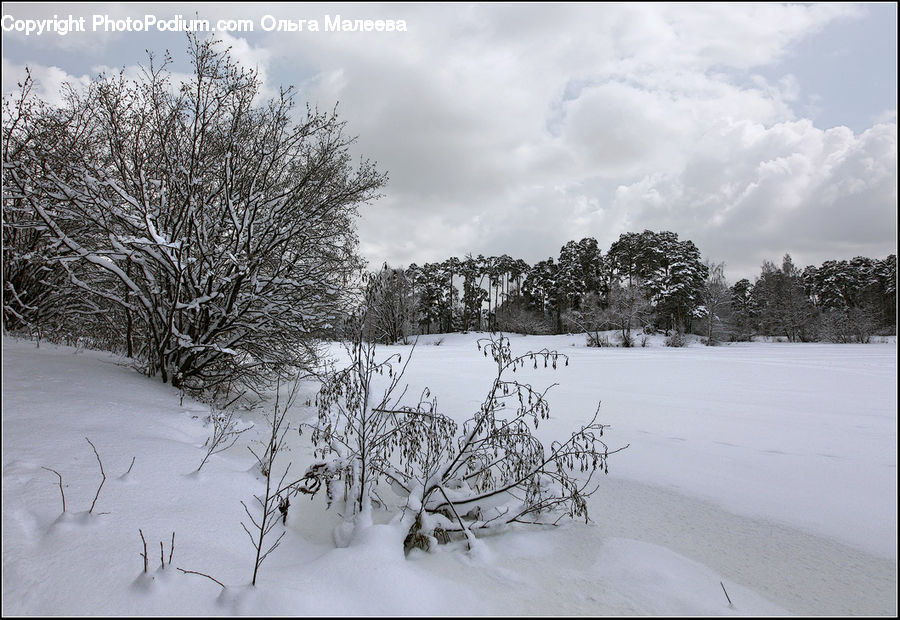 Ice, Outdoors, Snow, Conifer, Fir, Plant, Tree