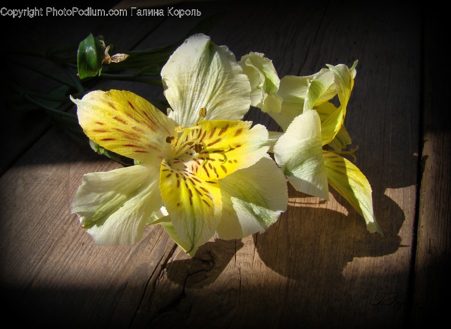 Blossom, Daffodil, Flora, Flower, Plant