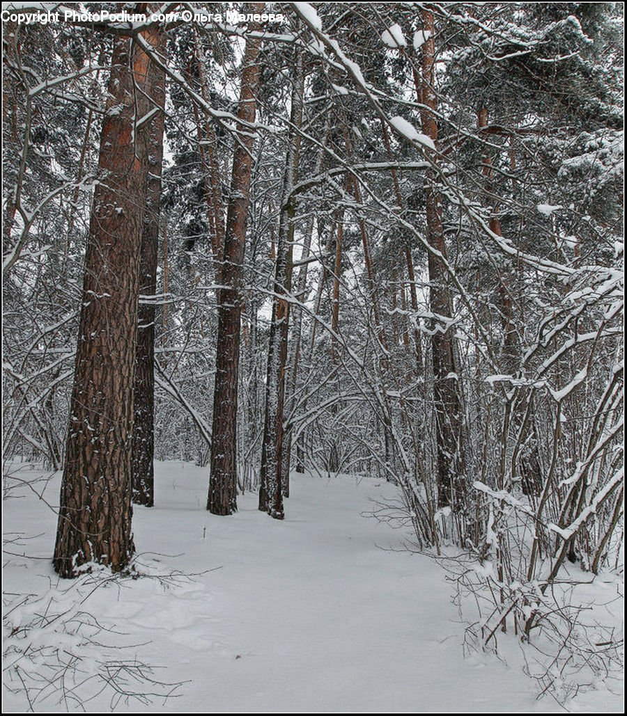 Forest, Vegetation, Conifer, Fir, Plant, Tree, Pine