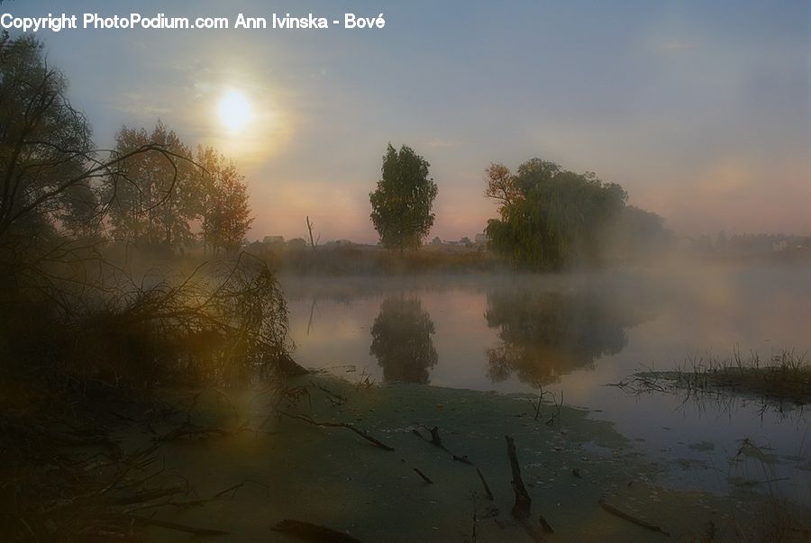 Plant, Potted Plant, Fog, Dawn, Dusk, Sky, Sunrise