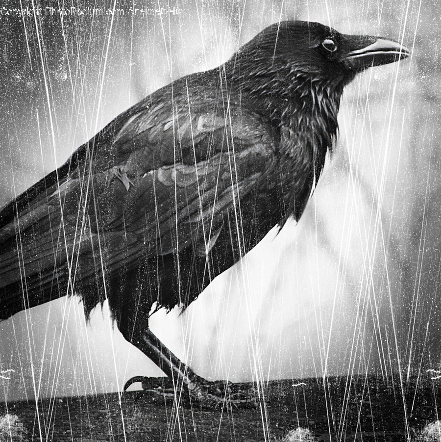 Animal, Bird, Crow, Agelaius, Blackbird