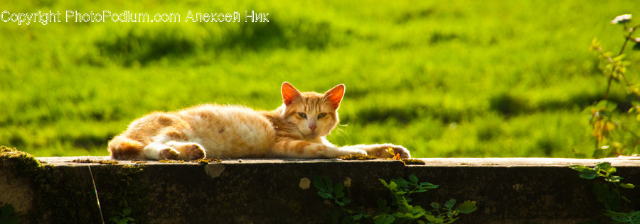 Abyssinian, Animal, Cat, Mammal, Pet