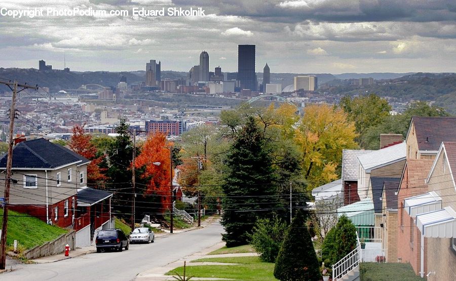 Maple, Tree, Wood, City, Downtown, Metropolis, Urban