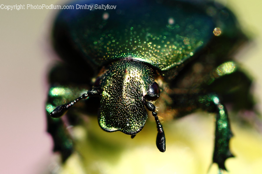 Animal, Dung Beetle, Insect, Invertebrate, Droplet