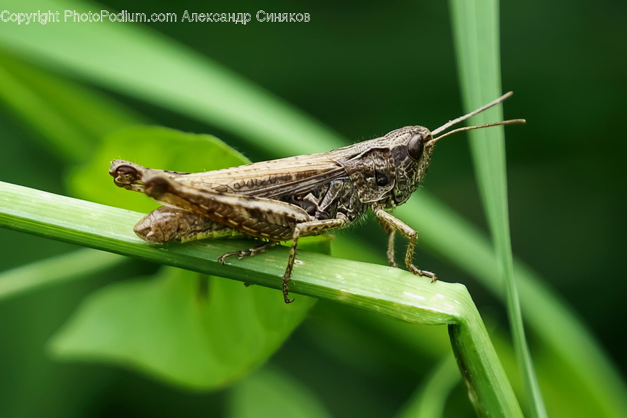 Animal, Grasshopper, Insect, Invertebrate