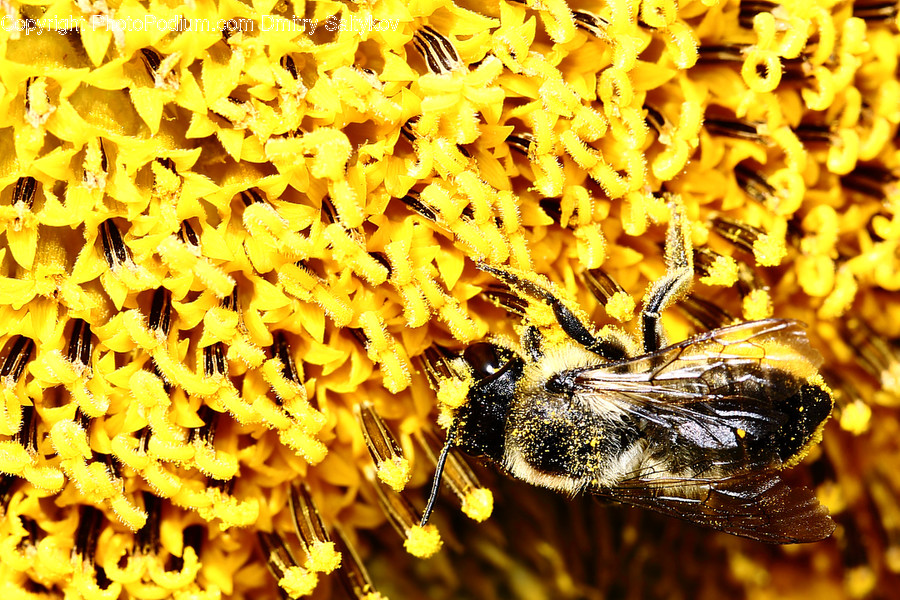 Animal, Apidae, Bee, Insect, Invertebrate