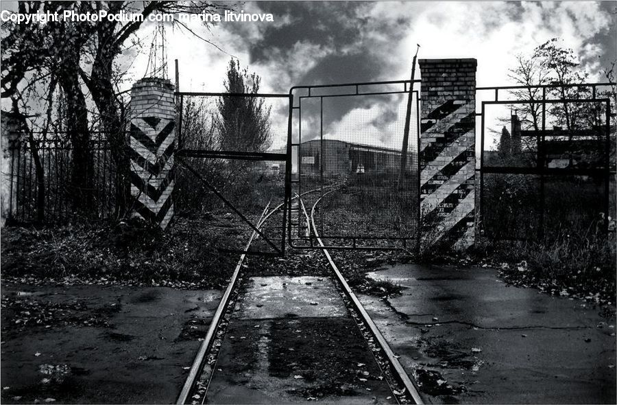 Rail, Train Track, Plant, Tree, Conifer, Fir, Pine