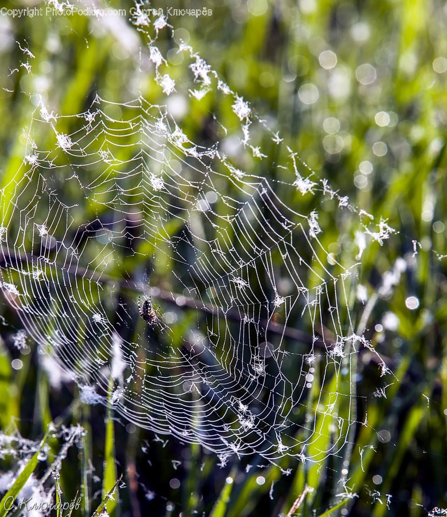 Spider Web, Animal, Arachnid, Argiope, Insect