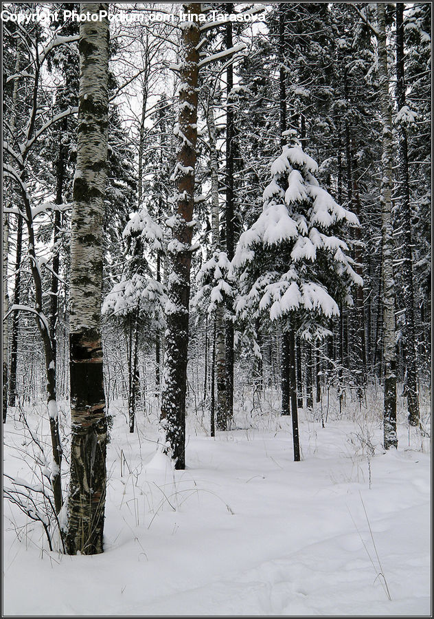 Forest, Vegetation, Conifer, Fir, Spruce, Wood, Ice