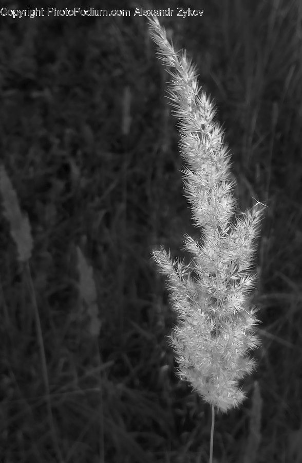 Flora, Grass, Plant, Reed, Conifer