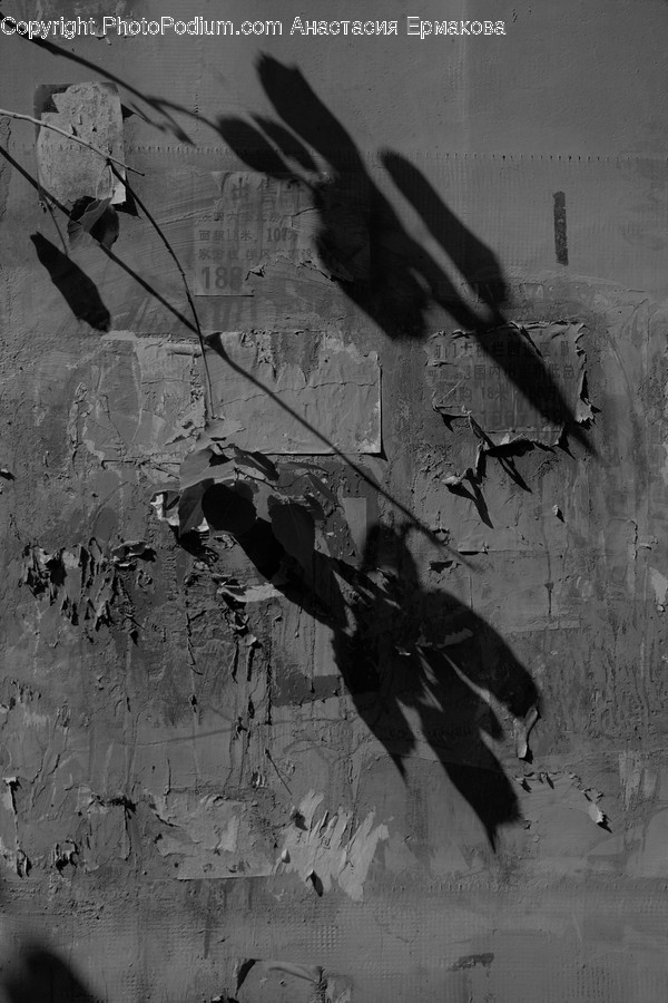 Animal, Bird, Crow