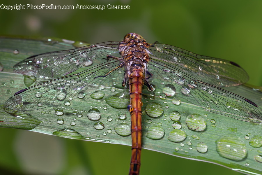 Animal, Anisoptera, Dragonfly, Insect, Invertebrate
