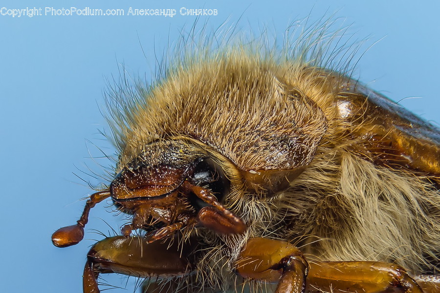 Animal, Bee, Insect, Invertebrate, Andrena