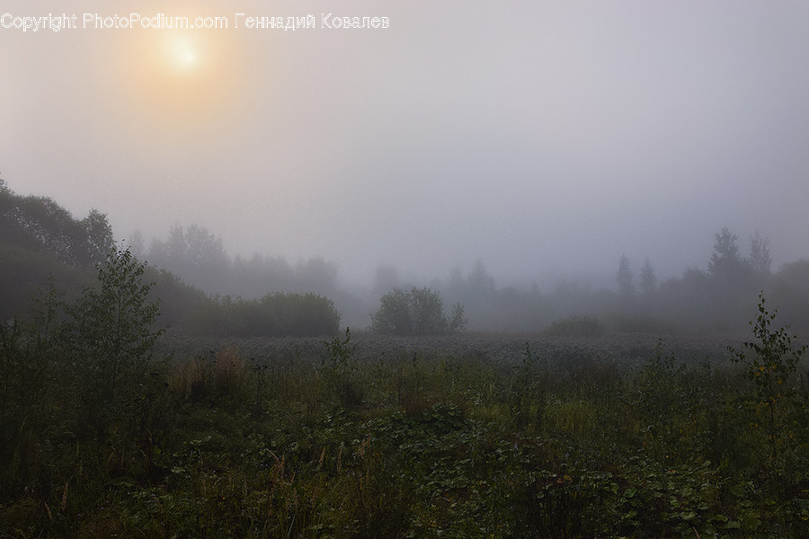 Fog, Mist, Nature, Outdoors, Weather
