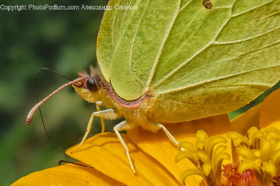 Animal, Butterfly, Insect, Invertebrate, Grasshopper