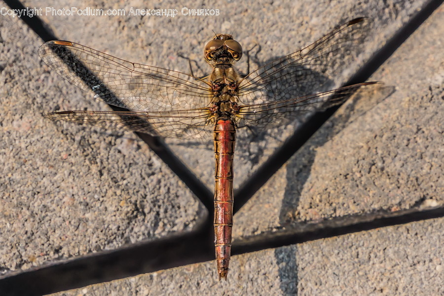 Animal, Anisoptera, Dragonfly, Insect, Invertebrate