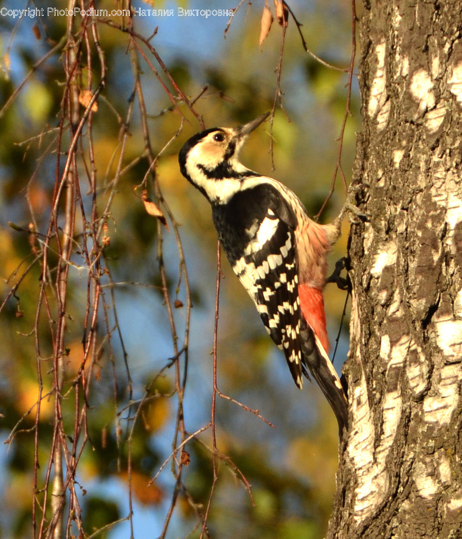 Animal, Bird, Flicker Bird, Woodpecker