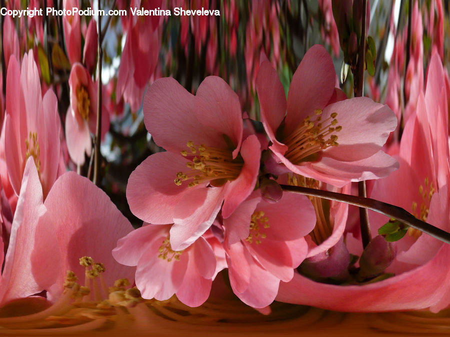 Blossom, Flora, Flower, Plant, Cherry Blossom, Floral Design, Flower Arrangement