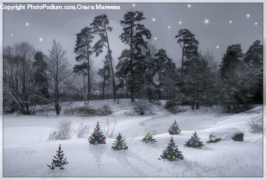 Plant, Potted Plant, Tree, Conifer, Fir, Outdoors