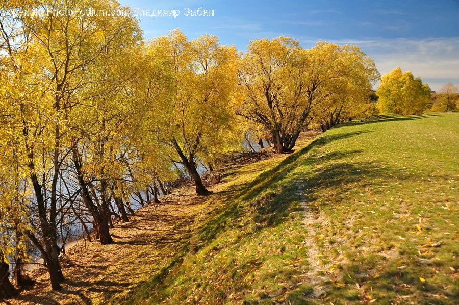 Field, Grassland, Outdoors, Dirt Road, Gravel