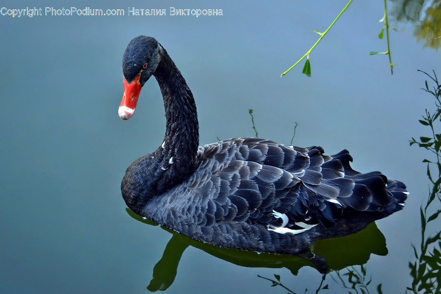 Animal, Bird, Black Swan, Swan, Waterfowl