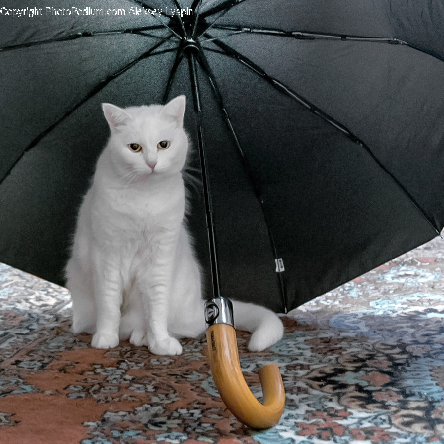Canopy, Umbrella, Animal, Cat, Mammal