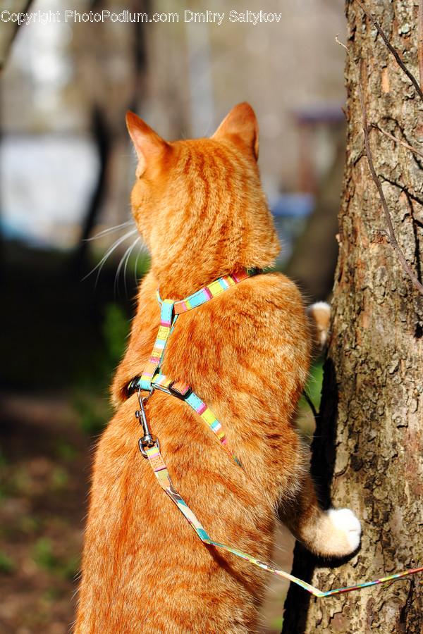 Abyssinian, Animal, Cat, Mammal, Pet