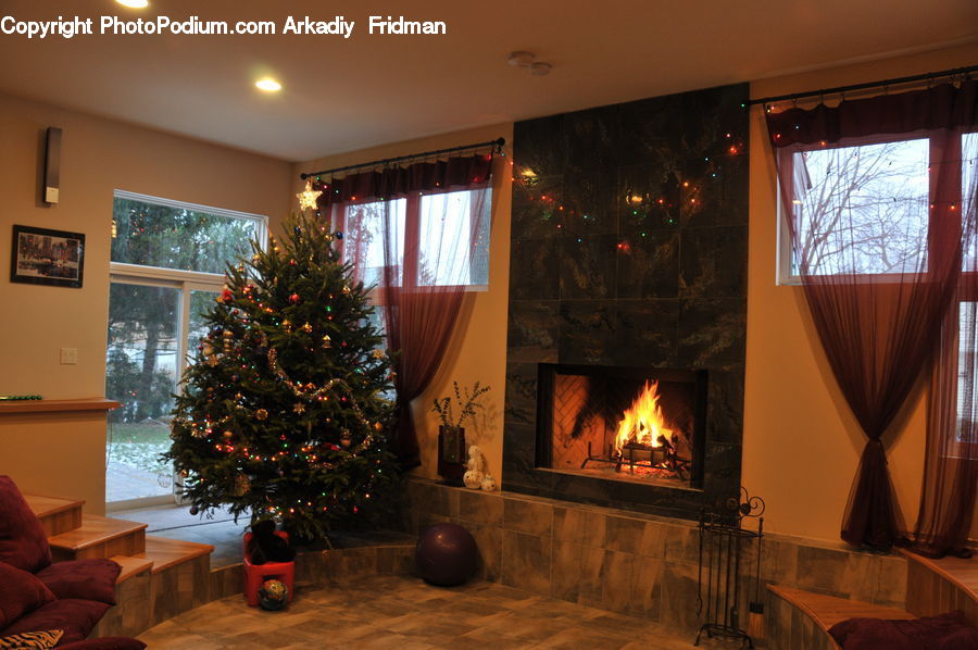 Plant, Potted Plant, Fireplace, Hearth, Conifer, Fir, Spruce
