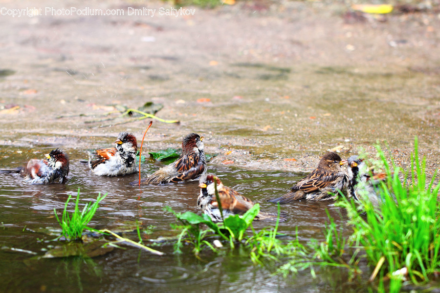 Animal, Bird, Sparrow, Outdoors, Pond