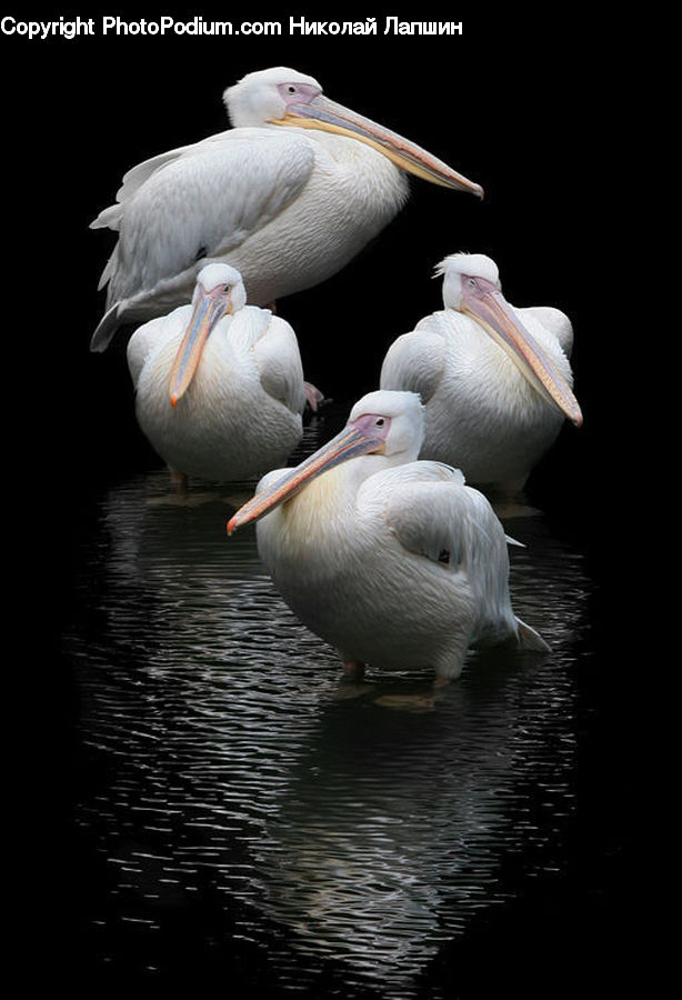 Bird, Pelican, Beak, Goose, Waterfowl, Flamingo, Flock