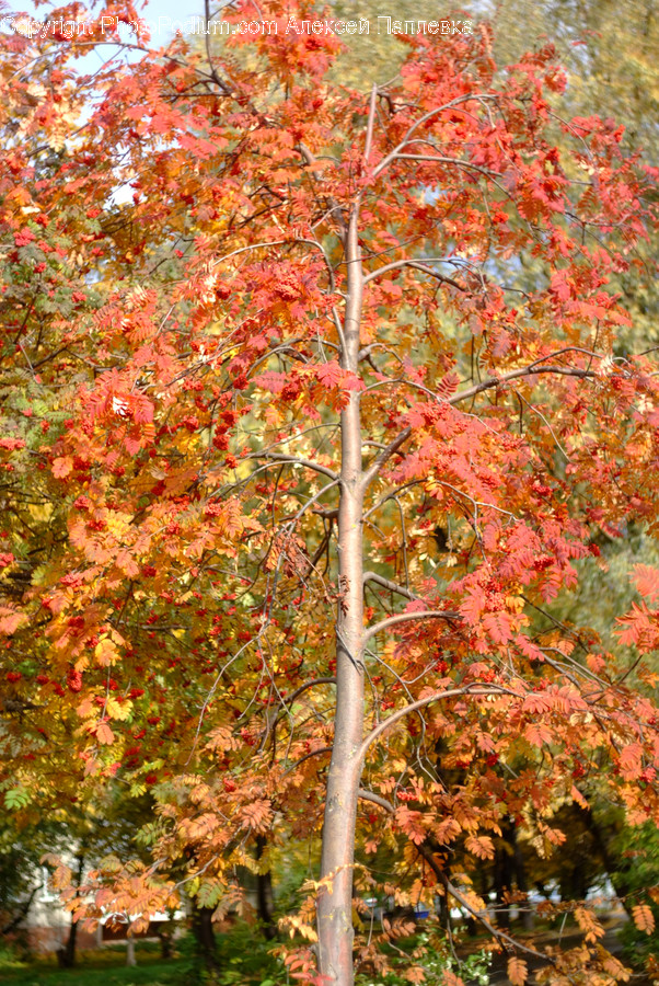 Birch, Flora, Plant, Tree, Maple