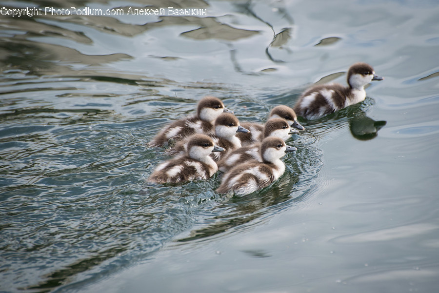 Animal, Bird, Waterfowl, Duck, Goose