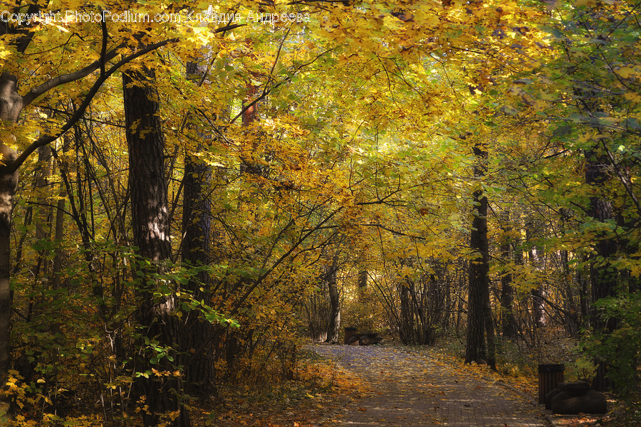 Dirt Road, Gravel, Road, Birch, Flora