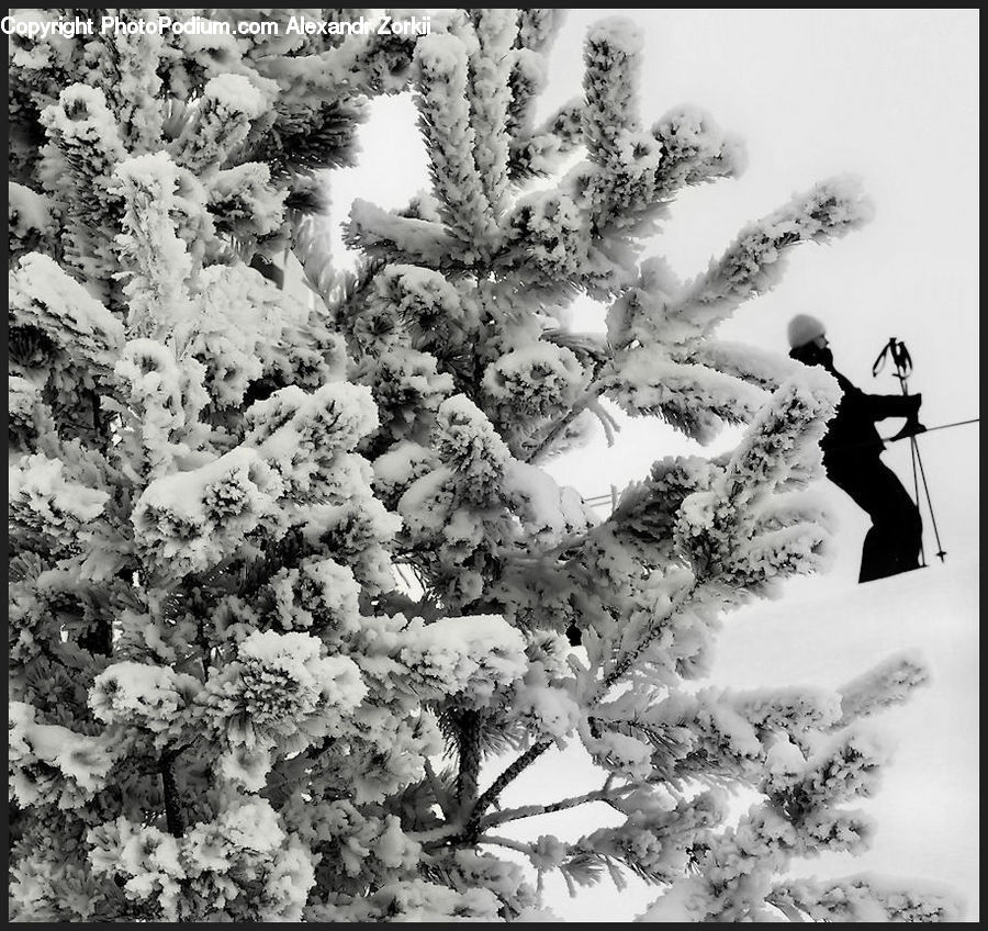 Piste, Skiing, Slide, Snow, Sport, Blossom, Carnation