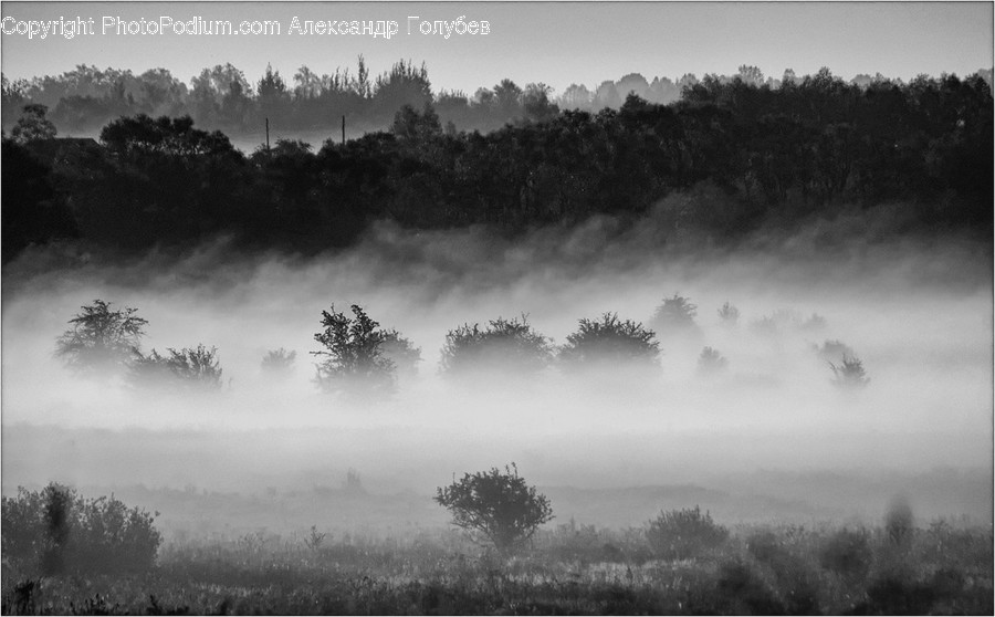 Fog, Nature, Weather, Flora, Forest