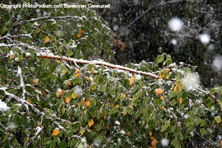 Frost, Ice, Outdoors, Snow, Plant, Vine, Blossom