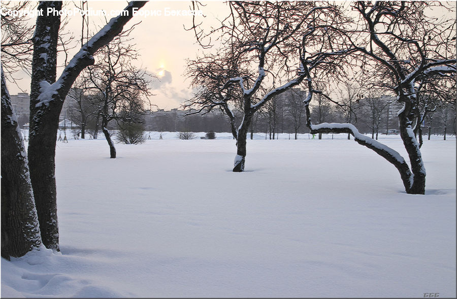 Ice, Outdoors, Snow, Plant, Tree, Landscape, Nature