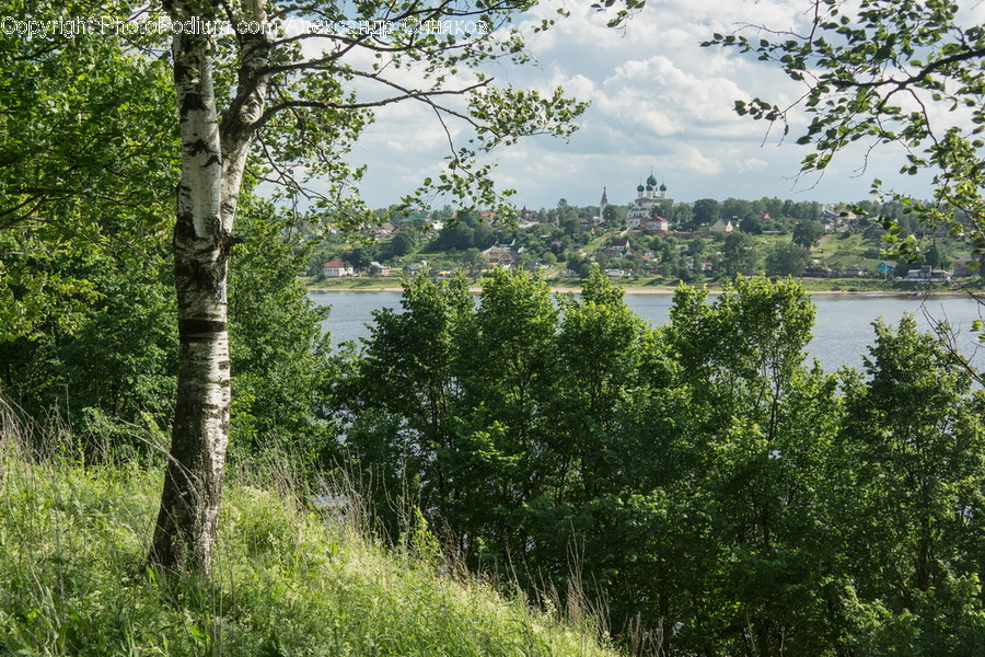 Birch, Flora, Plant, Tree, Bush