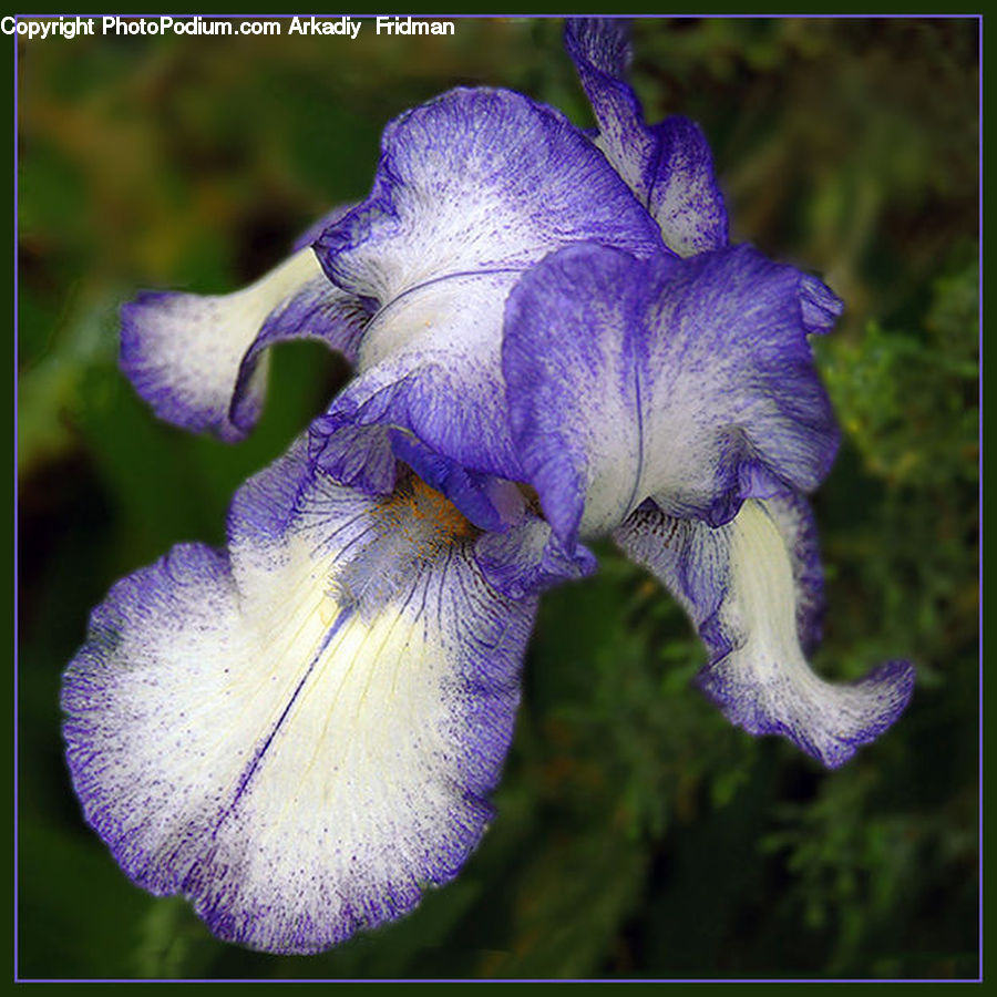 Flora, Flower, Iris, Plant, Gladiolus, Blossom