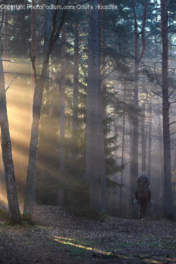 Weather, Nature, Fog, Human, Person