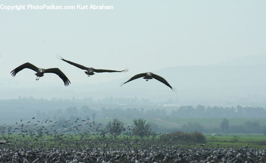 Bird, Seagull, Stork, Crane Bird, Heron, Booby, Ardeidae