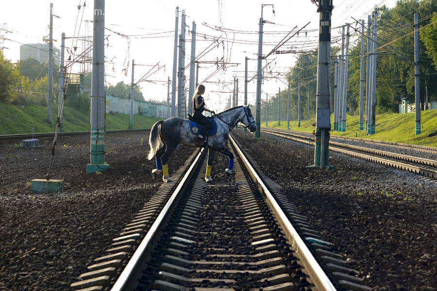 Animal, Mammal, Horse, Railway, Train Track