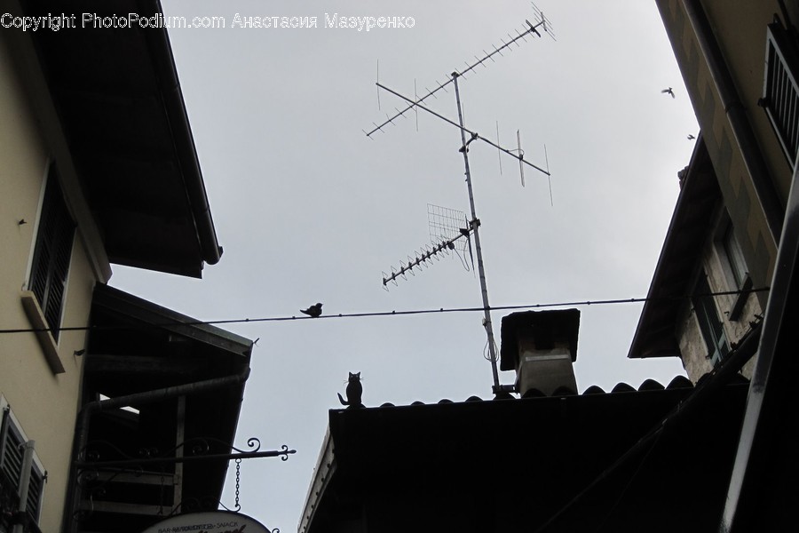Antenna, Electrical Device, Animal, Bird, Utility Pole
