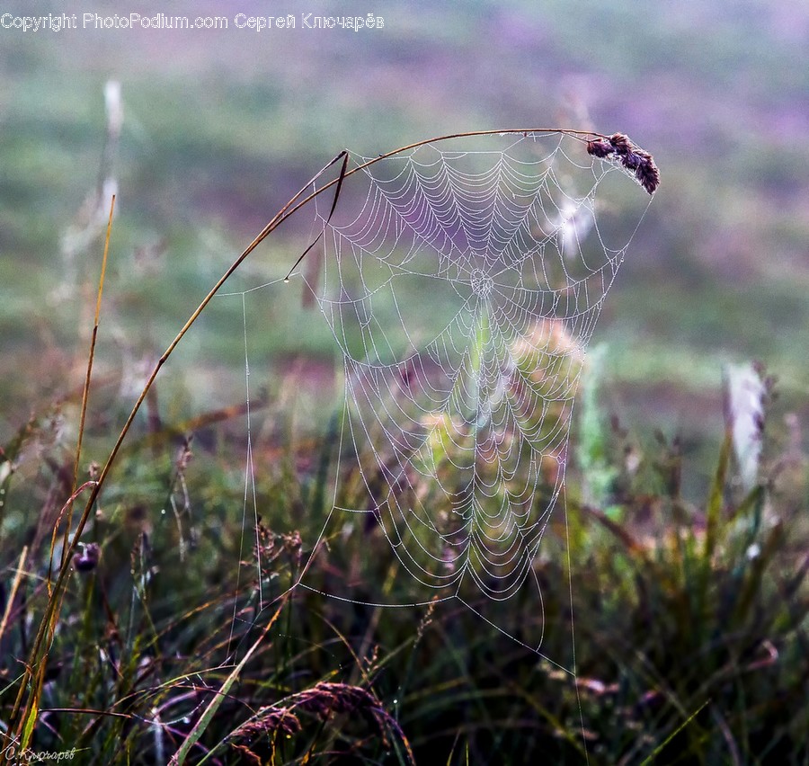 Plant, Grass, Droplet, Spider Web, Flower